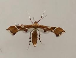 Attēlu rezultāti vaicājumam “Cnaemidophorus rhododactyla”