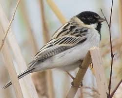 Image result for Emberiza pallasi