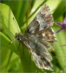 Attēlu rezultāti vaicājumam “Carcharodus floccifera upperside”