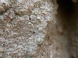 Attēlu rezultāti vaicājumam “Lecanactis abietina”