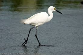 Image result for Egretta garzetta