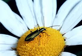Attēlu rezultāti vaicājumam “Chrysanthia viridissima”
