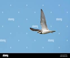 Attēlu rezultāti vaicājumam “Charadrius dubius adult”