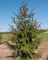 Attēlu rezultāti vaicājumam “Picea abies fo. virgata fruit”