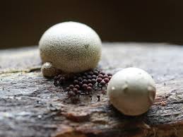 Attēlu rezultāti vaicājumam “Enerthenema papillatum stalked”