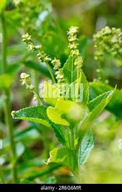 Attēlu rezultāti vaicājumam “Mercurialis perennis flower”