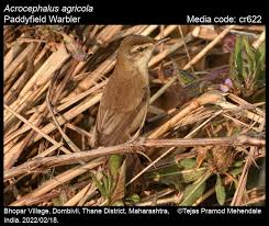 Image result for Acrocephalus agricola