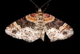 Attēlu rezultāti vaicājumam “Xanthorhoe ferrugata”