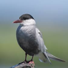 Attēlu rezultāti vaicājumam “Chlidonias hybrida”