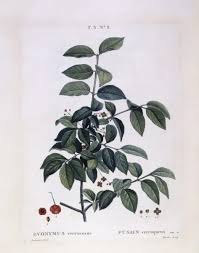Attēlu rezultāti vaicājumam “Euonymus verrucosus”