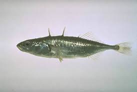 Attēlu rezultāti vaicājumam “Gasterosteus aculeatus”