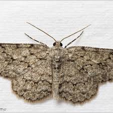 Attēlu rezultāti vaicājumam “Ectropis crepuscularia”