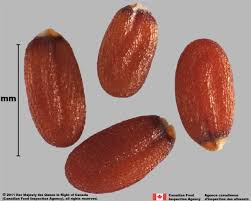 Attēlu rezultāti vaicājumam “Capsella bursa-pastoris fruit”