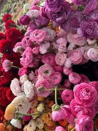 Attēlu rezultāti vaicājumam “Ranunculus mendax flower”