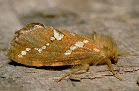 Attēlu rezultāti vaicājumam “Hepialidae”