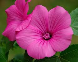 Image result for Lavatera trimestris