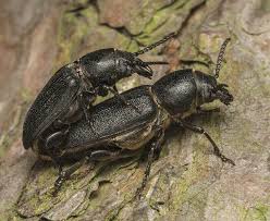 Attēlu rezultāti vaicājumam “Spondylis buprestoides”