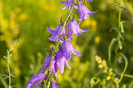 Image result for Glockenblumen