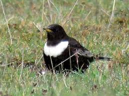 Image result for Turdus torquatus