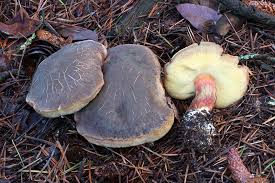 Attēlu rezultāti vaicājumam “Xerocomus chrysenteron”