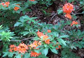 Attēlu rezultāti vaicājumam “Rhododendron calendulaceum”
