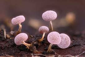 Attēlu rezultāti vaicājumam “Physarum leucophaeum stalked”