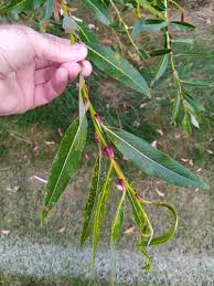 Attēlu rezultāti vaicājumam “Salix daphnoides subsp. acutifolia”