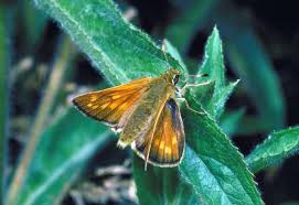 Attēlu rezultāti vaicājumam “Ochlodes sylvanus underside”