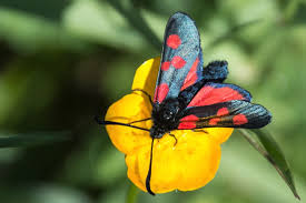 Attēlu rezultāti vaicājumam “Zygaena lonicerae”