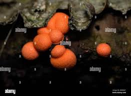 Attēlu rezultāti vaicājumam “Fuligo luteonitens macro”