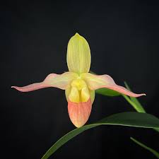 Attēlu rezultāti vaicājumam “Lignydium muscorum young”