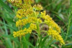 Attēlu rezultāti vaicājumam “Solidago virgaurea bud”