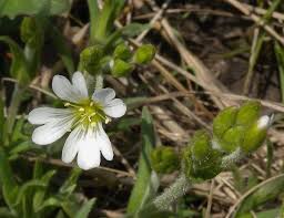 Attēlu rezultāti vaicājumam “Cerastium arvense flower”