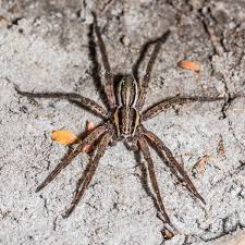 Attēlu rezultāti vaicājumam “Pisauridae”