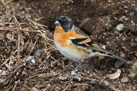 Attēlu rezultāti vaicājumam “Fringilla montifringilla”