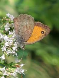 Attēlu rezultāti vaicājumam “Hyponephele lycaon male”
