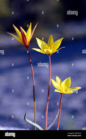 Attēlu rezultāti vaicājumam “Tulipa sylvestris flower”