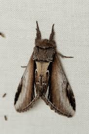 Attēlu rezultāti vaicājumam “Pheosia gnoma”