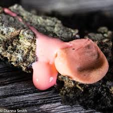 Attēlu rezultāti vaicājumam “Lycogala conicum sessile”