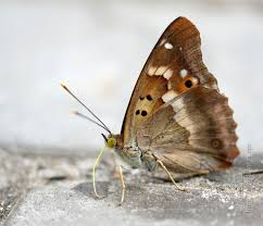 Attēlu rezultāti vaicājumam “Apatura ilia male”