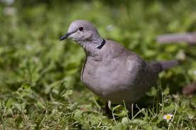Attēlu rezultāti vaicājumam “Streptopelia decaocto adult”