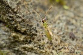 Attēlu rezultāti vaicājumam “Dicyphus sp.”