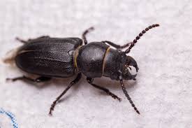 Attēlu rezultāti vaicājumam “Spondylis buprestoides”