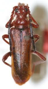 Attēlu rezultāti vaicājumam “Rhamnusium bicolor”