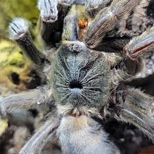 Attēlu rezultāti vaicājumam “Xanthogramma sp. male”