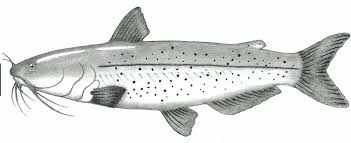 Image result for Ictalurus punctatus
