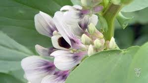 Attēlu rezultāti vaicājumam “Vicia faba flower”