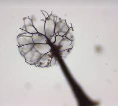 Attēlu rezultāti vaicājumam “Collaria arcyrionema stalked”