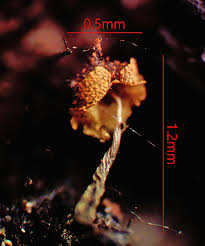 Attēlu rezultāti vaicājumam “Lycogala fuscoolearium young”