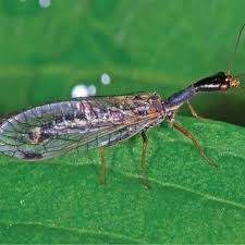 Attēlu rezultāti vaicājumam “Raphidia larva”